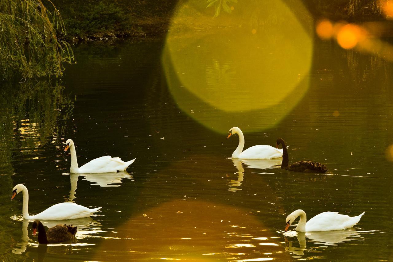 Lacul Verde Resort Ploieşti Dış mekan fotoğraf